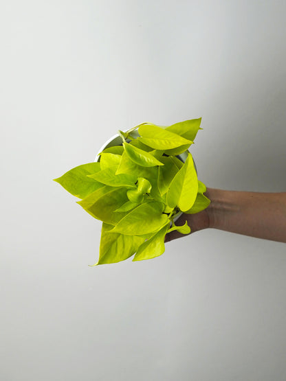 Potho Neon o Limón | Altura 20cm - Maceta 12cm_3