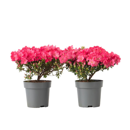 Rododendro - 2 Pzs - Rhododendron Azalea 'anouk' - Altura 25-40cm - ⌀17cm_0
