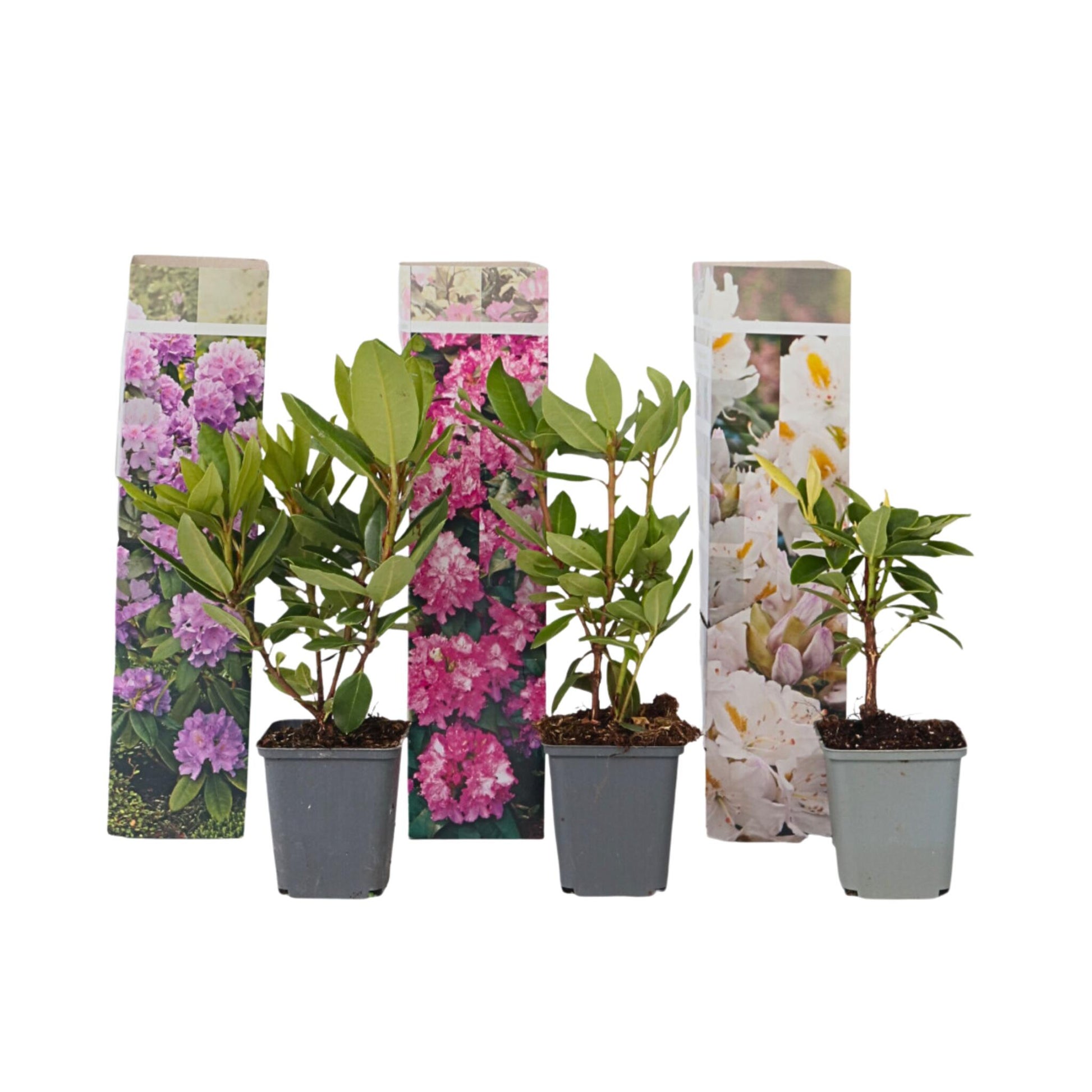 Rododendro - 3 Pzs - Rhododendron Catawbiense - Altura 25-40cm - ⌀9cm_0