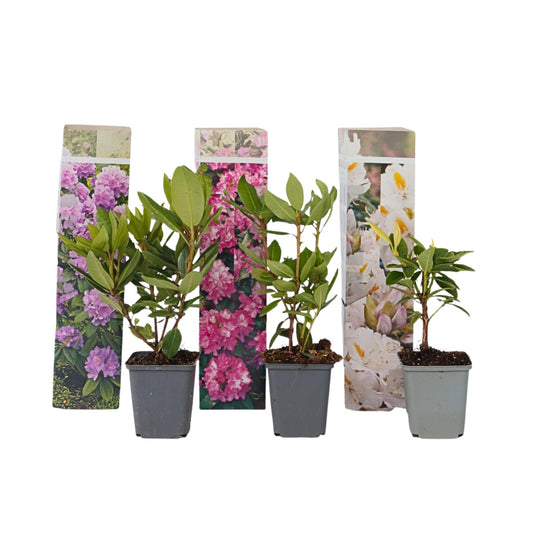 Rododendro - 3 Pzs - Rhododendron Catawbiense - Altura 25-40cm - ⌀9cm_0