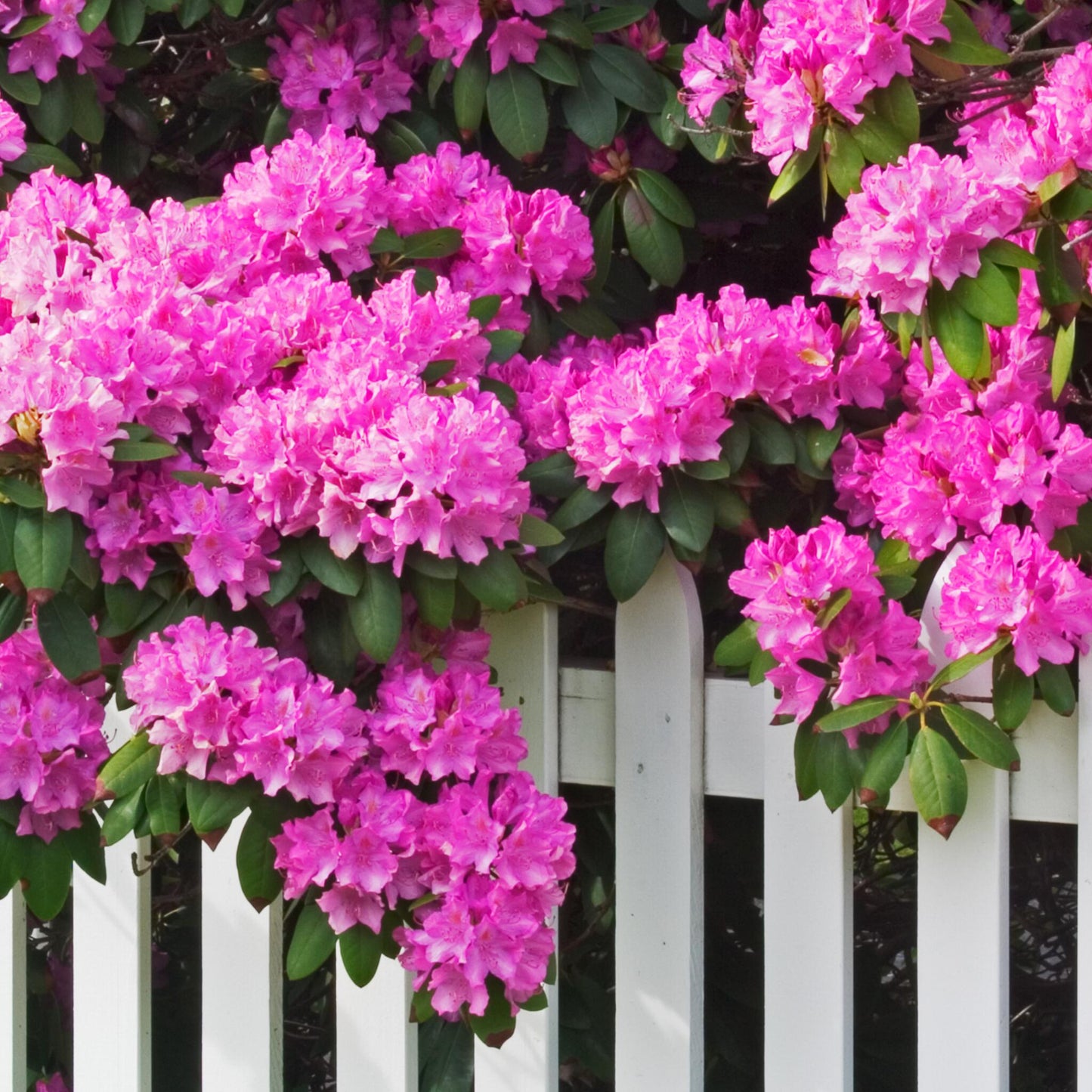 Rododendro - 3 Pzs - Rhododendron Roseum 'elegans Pink' - Altura 25-40cm - ⌀9cm_1