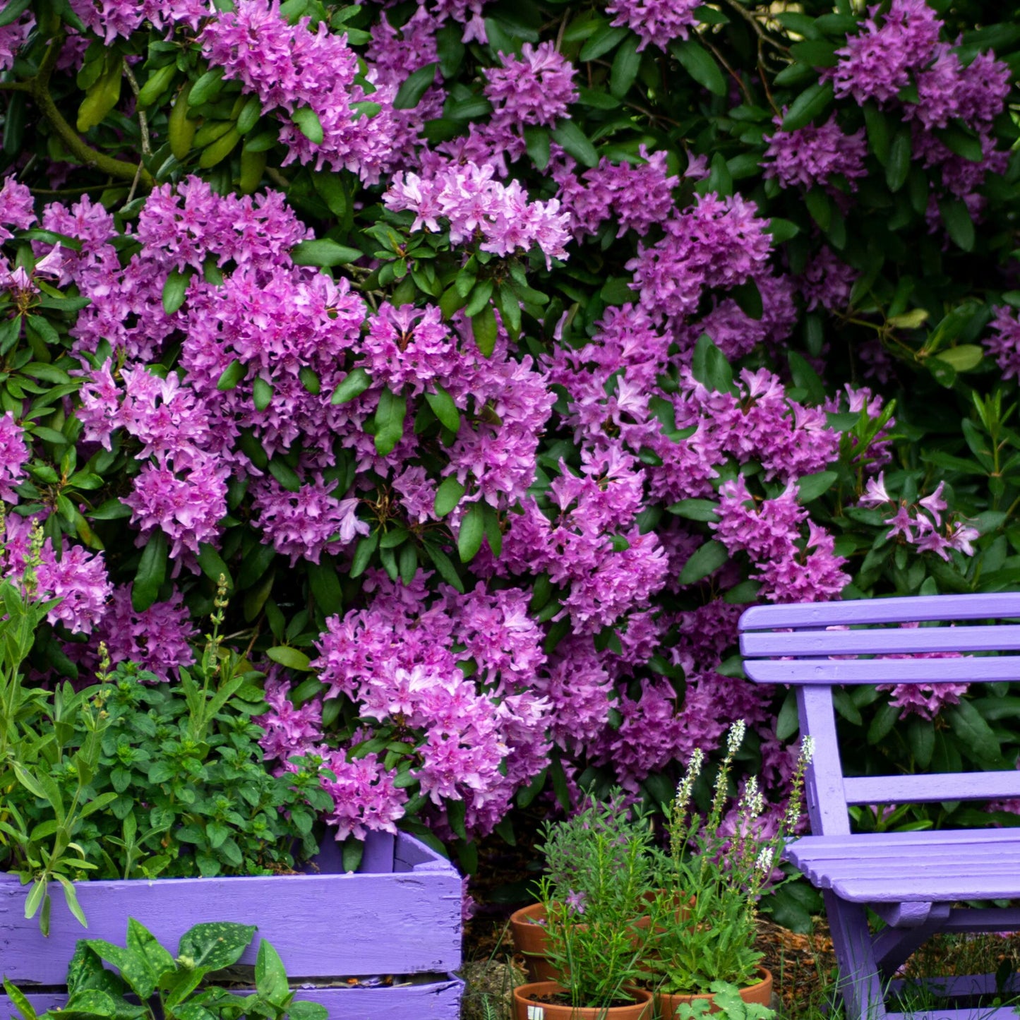 Rododendro - 3 Pzs - Rhododendron 'catawbiense Purple' - Altura 25-40cm - ⌀9cm_1