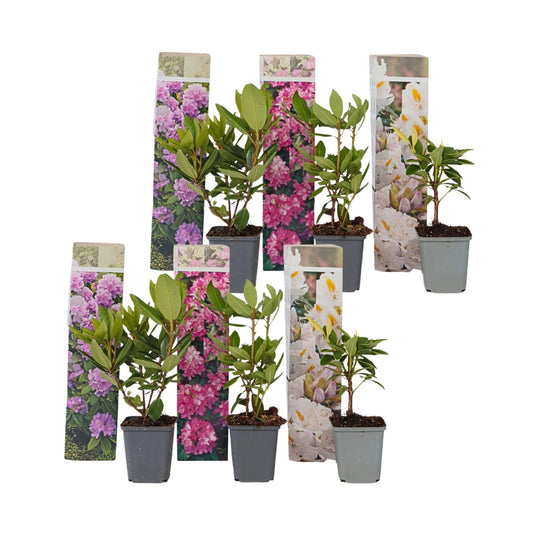 Rododendro - 6 Pzs - Rhododendron Catawbiense - Altura 25-40cm - ⌀9cm_0
