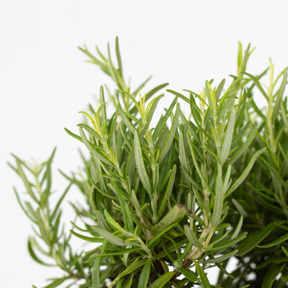 Romero - 12 Pzs - Rosmarinus Officinalis - Altura 10-20cm - ⌀9cm_3