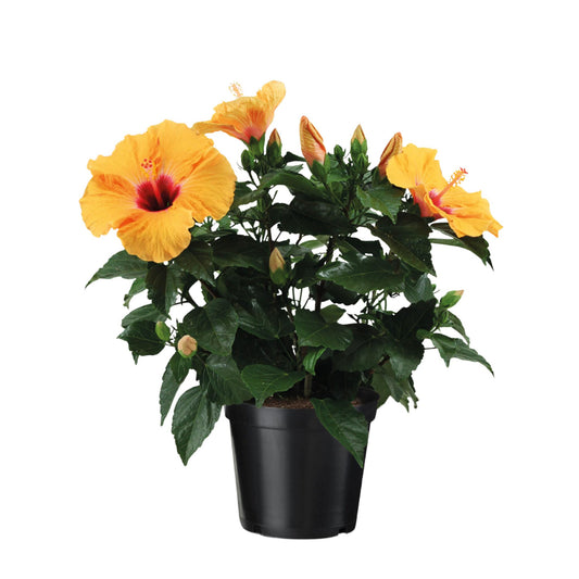 Rosa China - Hibiscus Rosa-sinensis - Naranja - Altura 40-50cm - ⌀17cm_0