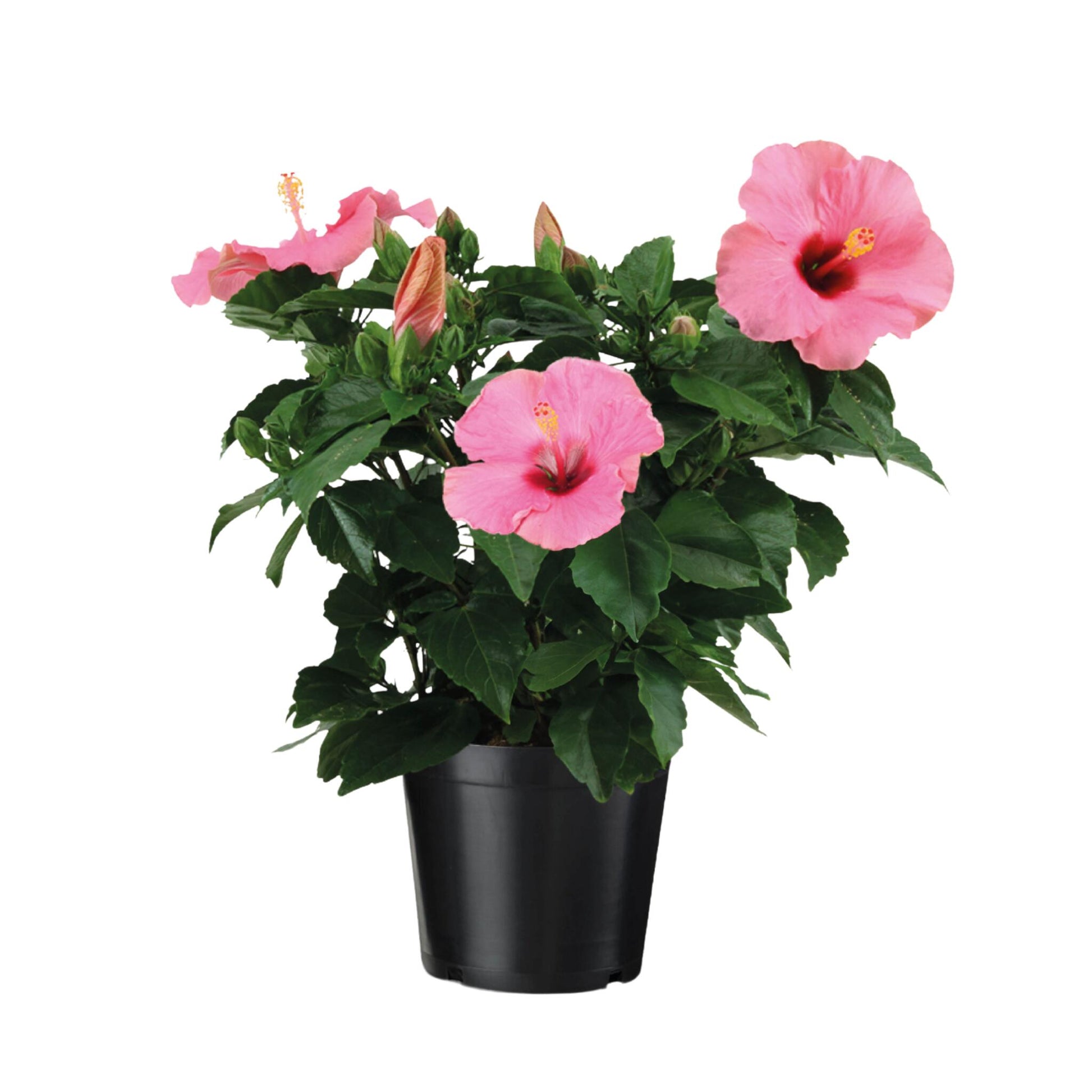 Rosa China - Hibiscus Rosa-sinensis - Rosa - Altura 40-50cm - ⌀17cm_0