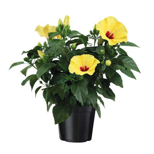 Rosa De China Amarilla - Hibiscus Rosa-sinensis - Altura 40-50cm - Ø17cm_0