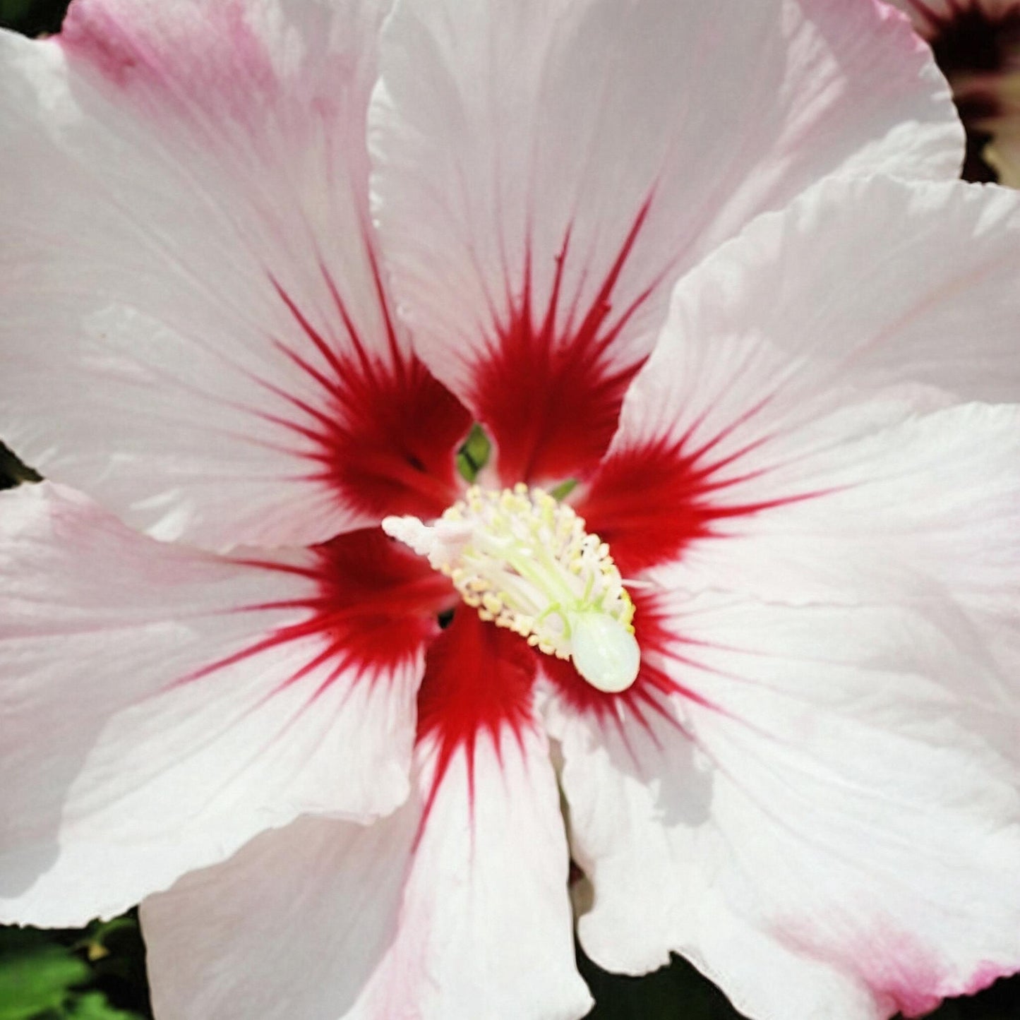 Rosa De Siria Azul - 2 Pzs - Hibiscus 'hamabo' - Altura 25-40cm - ⌀17cm_1
