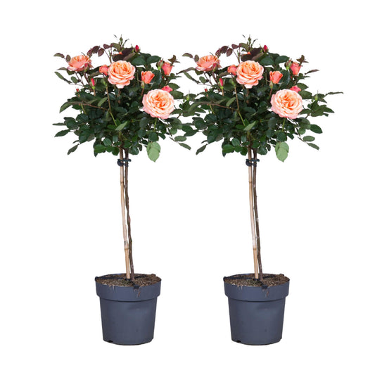Rosa De Tallo - 2 Pzs - Rosa Palace 'catherine' - Altura 80-100cm - ⌀19cm_0