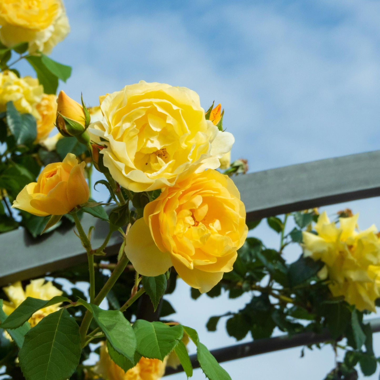Rosa De Tallo - 2 Pzs - Rosa Palace ‘mysore’ - Altura 80-100cm - ⌀19cm_3
