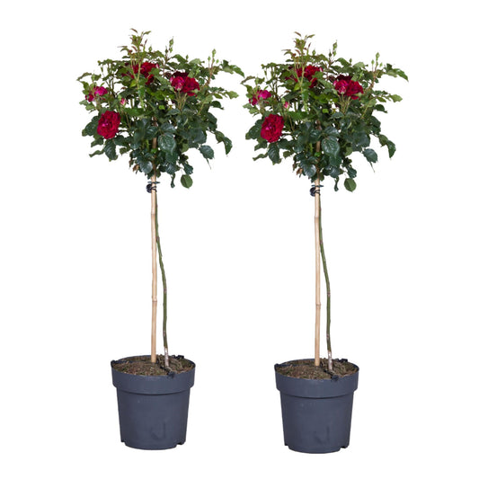 Rosa De Tallo - 2 Pzs - Rosa Palace ‘pride' - Altura 80-100cm - ⌀19cm_0