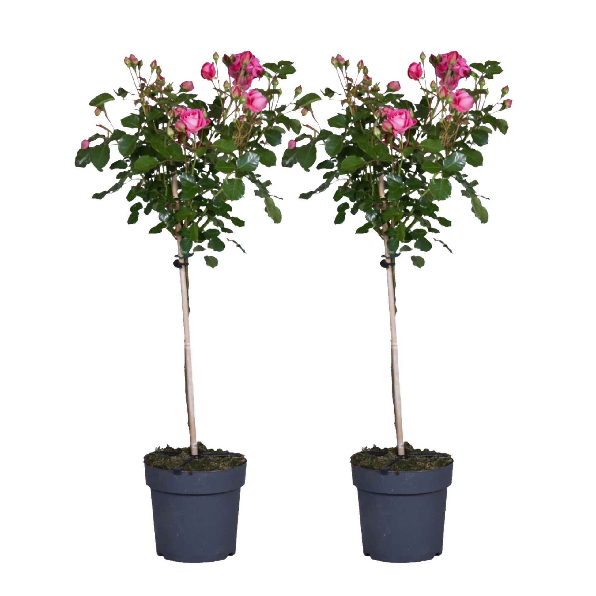 Rosa De Tallo - 2 Pzs - Rosa Palace 'topkapi' - Altura 80-100cm - ⌀19cm_0