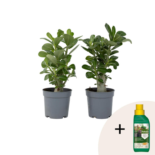 Rosa Del Desierto - 2 Pzs - Adenium Obesum - Altura 25-40cm - ⌀105cm_0