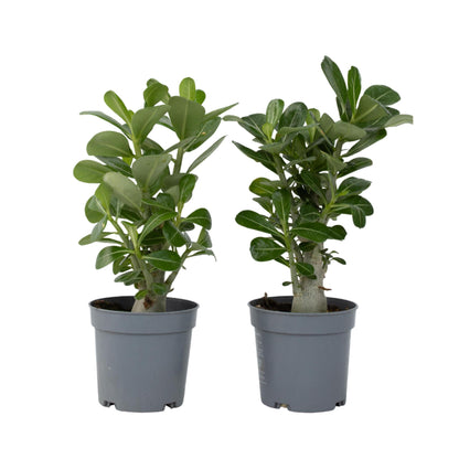 Rosa Del Desierto - 2 Pzs - Adenium Obesum - Altura 25-40cm - ⌀105cm_0