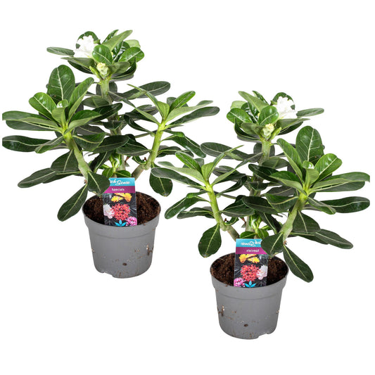 Rosa Del Desierto - 2 Pzs - Adenium Obesum - Altura 30-40cm - ⌀13cm_0