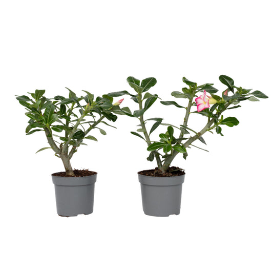 Rosa Del Desierto - 2 Pzs - Adenium Obesum - Altura 30-45cm - ⌀13cm_0