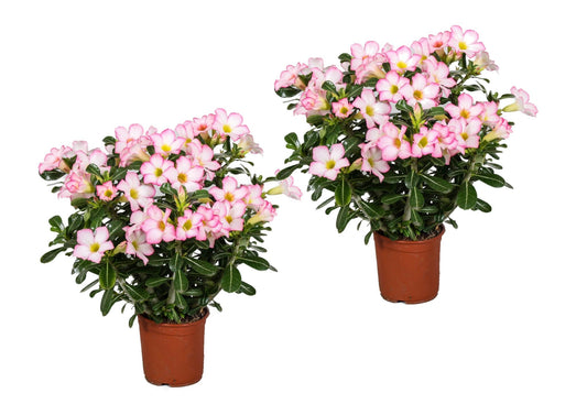 Rosa Del Desierto - 2 Pzs - Adenium Obesum 'pink Star' - Altura 30-50cm - ⌀14cm_0