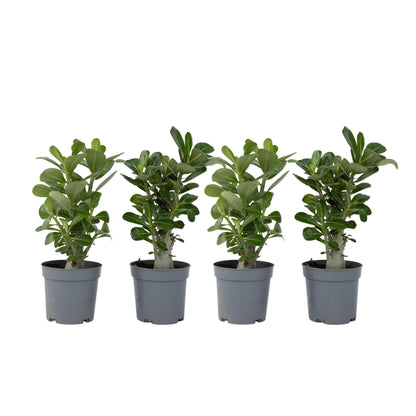 Rosa Del Desierto - 4 Pzs - Adenium Obesum - Altura 25-40cm - ⌀105cm_0