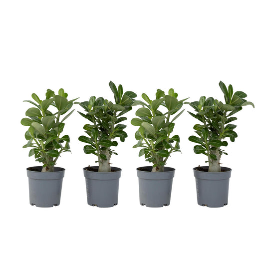 Rosa Del Desierto - 4 Pzs - Adenium Obesum - Altura 25-40cm - ⌀105cm_0