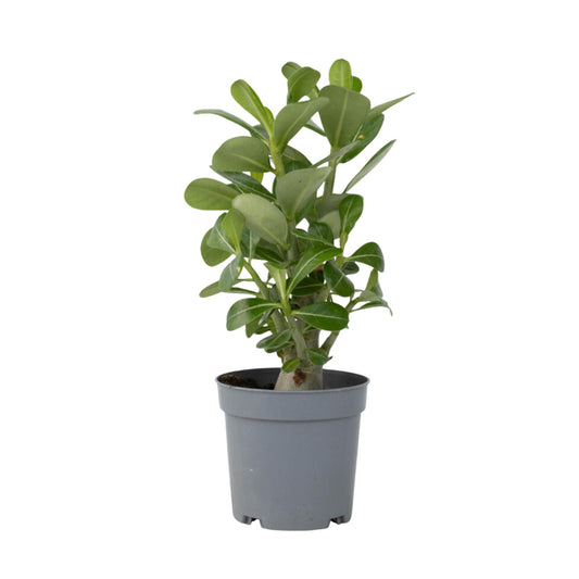 Rosa Del Desierto - Adenium Obesum - Altura 25-40cm - ⌀105cm_0
