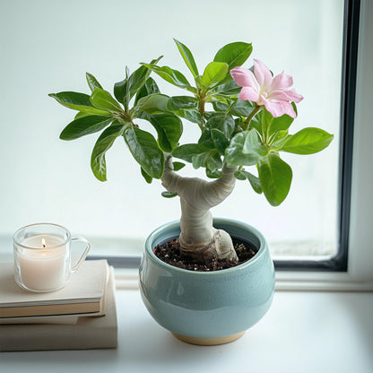 Rosa Del Desierto - Adenium Obesum - Altura 25-40cm - ⌀105cm_1