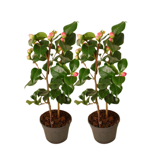 Rosa Japonesa - 2 Pzs - Camellia Japonica 'dr. King' - Altura 50-60cm - ⌀15cm_0