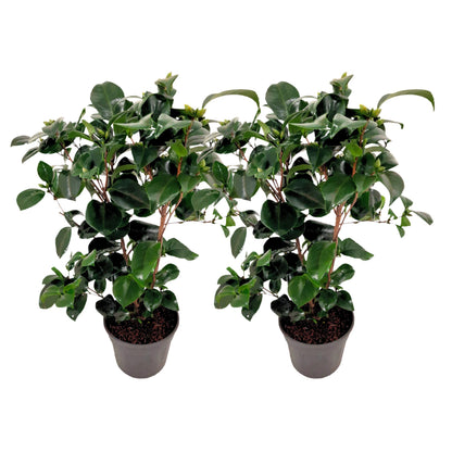 Rosa Japonesa - 2 Pzs - Camellia Japonica 'lady Campbell' - A50-60cm - ⌀15cm_0