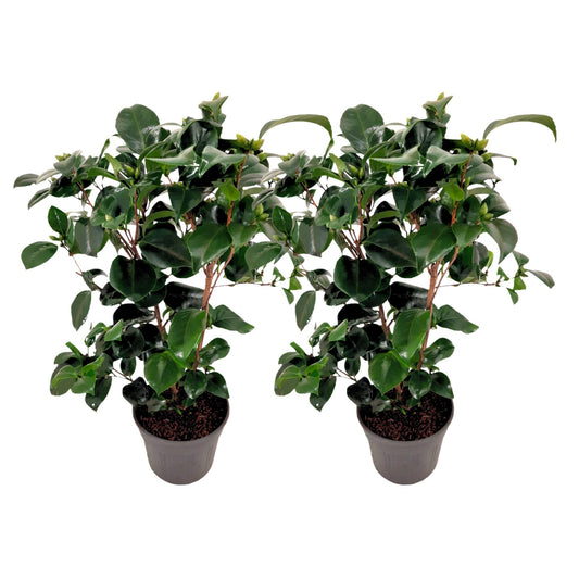 Rosa Japonesa - 2 Pzs - Camellia Japonica 'lady Campbell' - A50-60cm - ⌀15cm_0