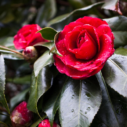 Rosa Japonesa - 2 Pzs - Camellia Japonica 'lady Campbell' - A50-60cm - ⌀15cm_3