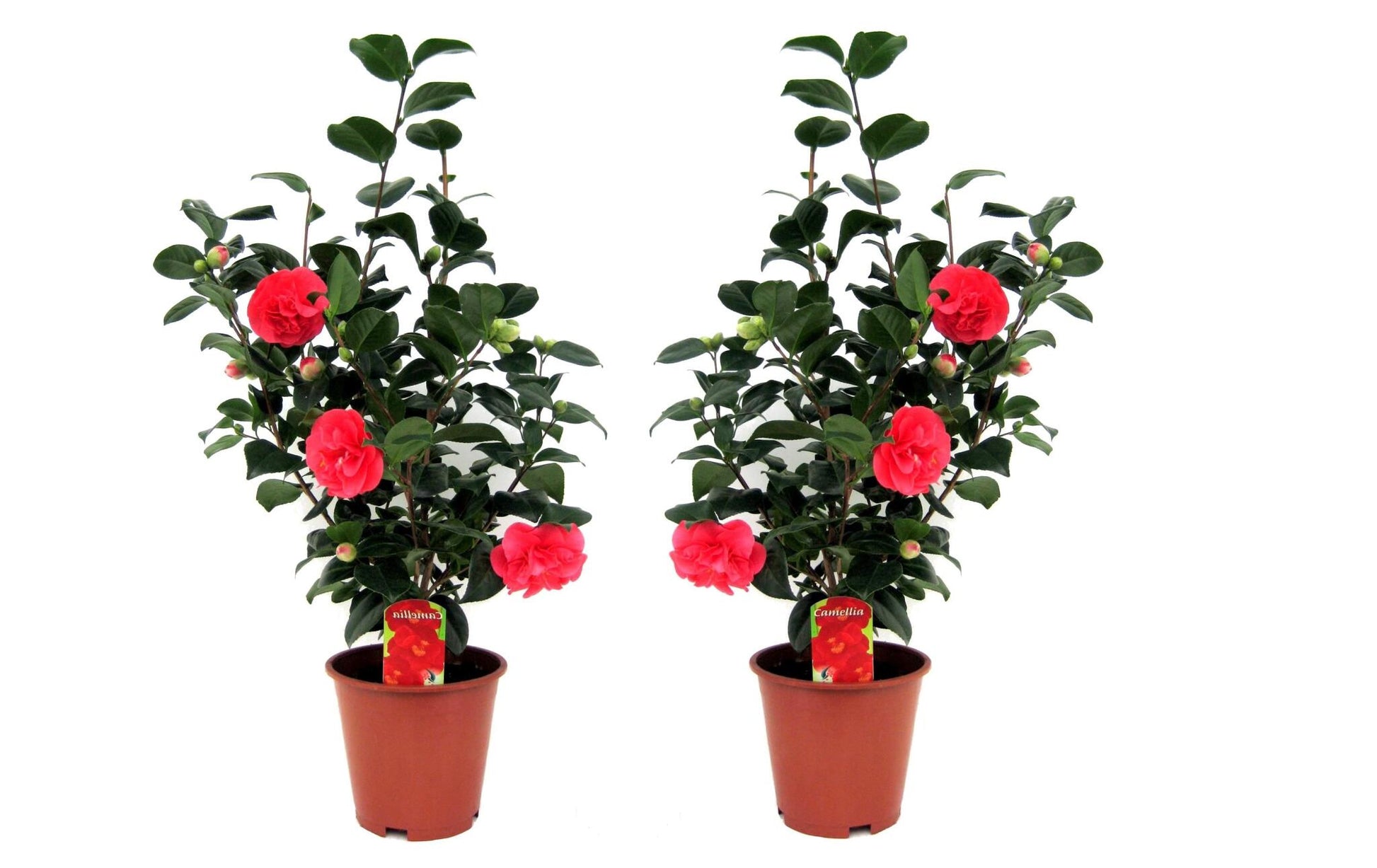 Rosa Japonesa - 2 Pzs - Camellia Japonica 'lady Campbell' - A60-70cm - ⌀19cm_0