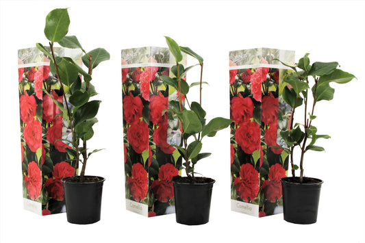 Rosa Japonesa - 3 Pzs - Camellia Japonica 'lady Campbell' - A25-40cm - ⌀9cm_0