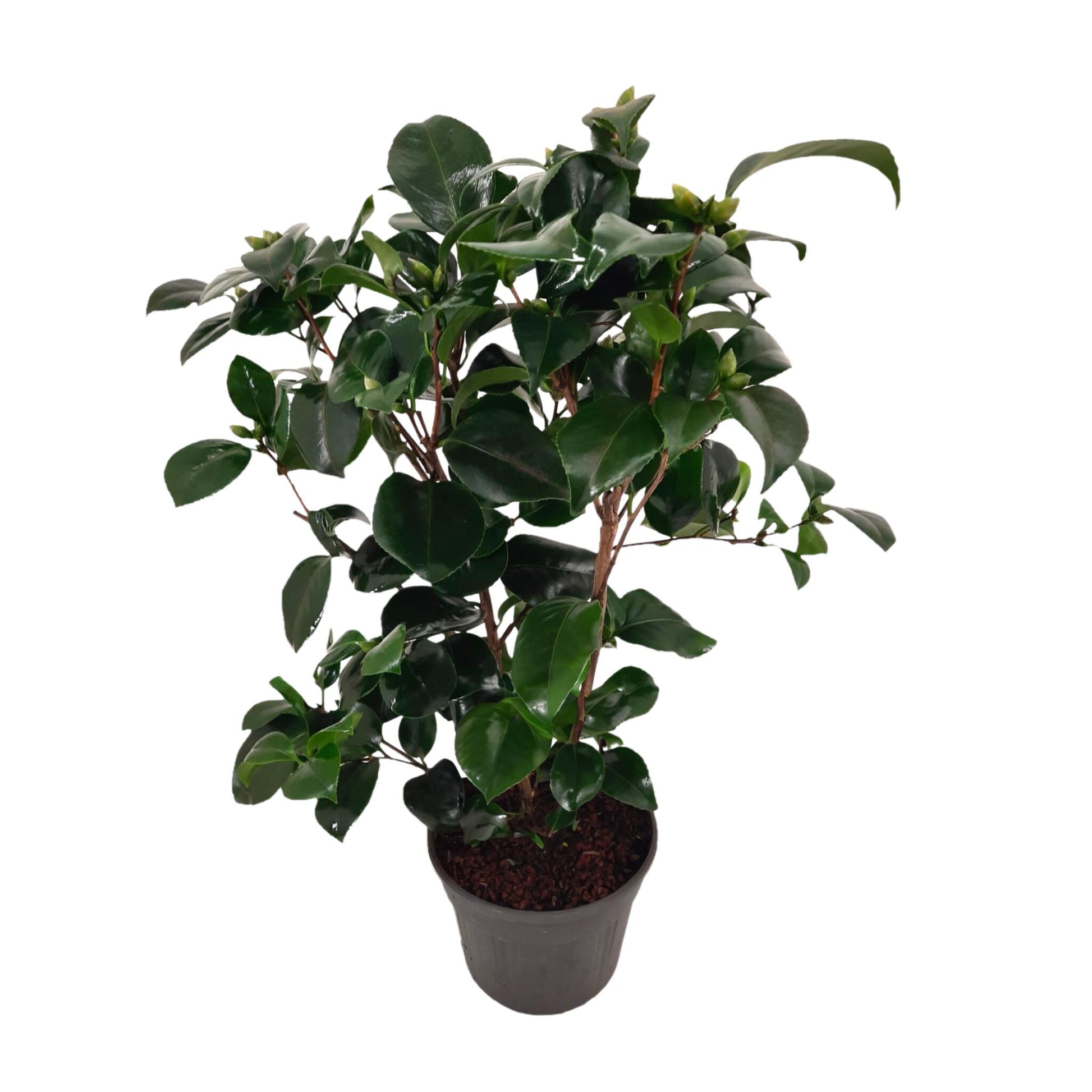 Rosa Japonesa - Camellia Japonica 'lady Campbell' - Altura 50-60cm - ⌀15cm_0