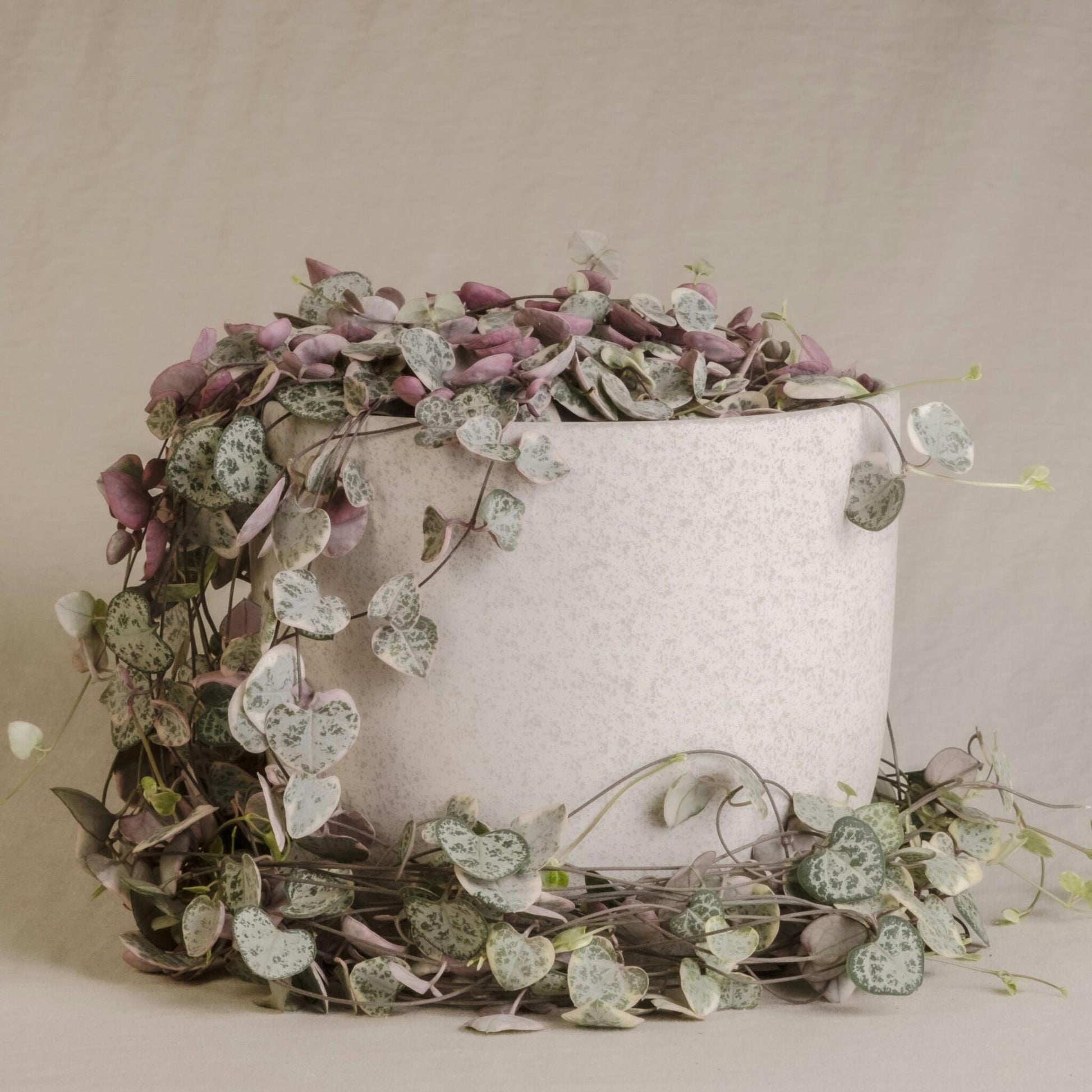 Rosario De Corazones - 2 Pzs - Ceropegia Linearis Woodii - A20-30cm - ⌀14cm_1