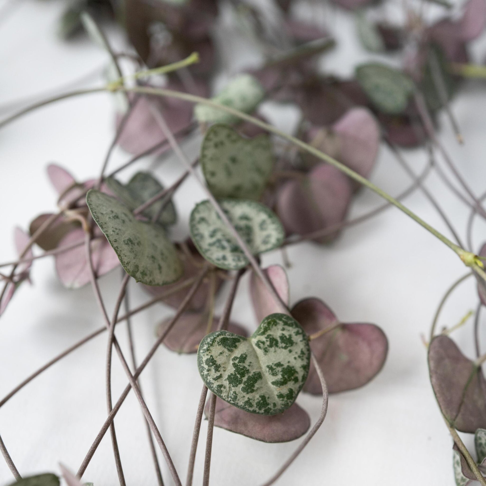 Rosario De Corazones - 2 Pzs - Ceropegia Linearis Woodii - A20-30cm - ⌀14cm_3