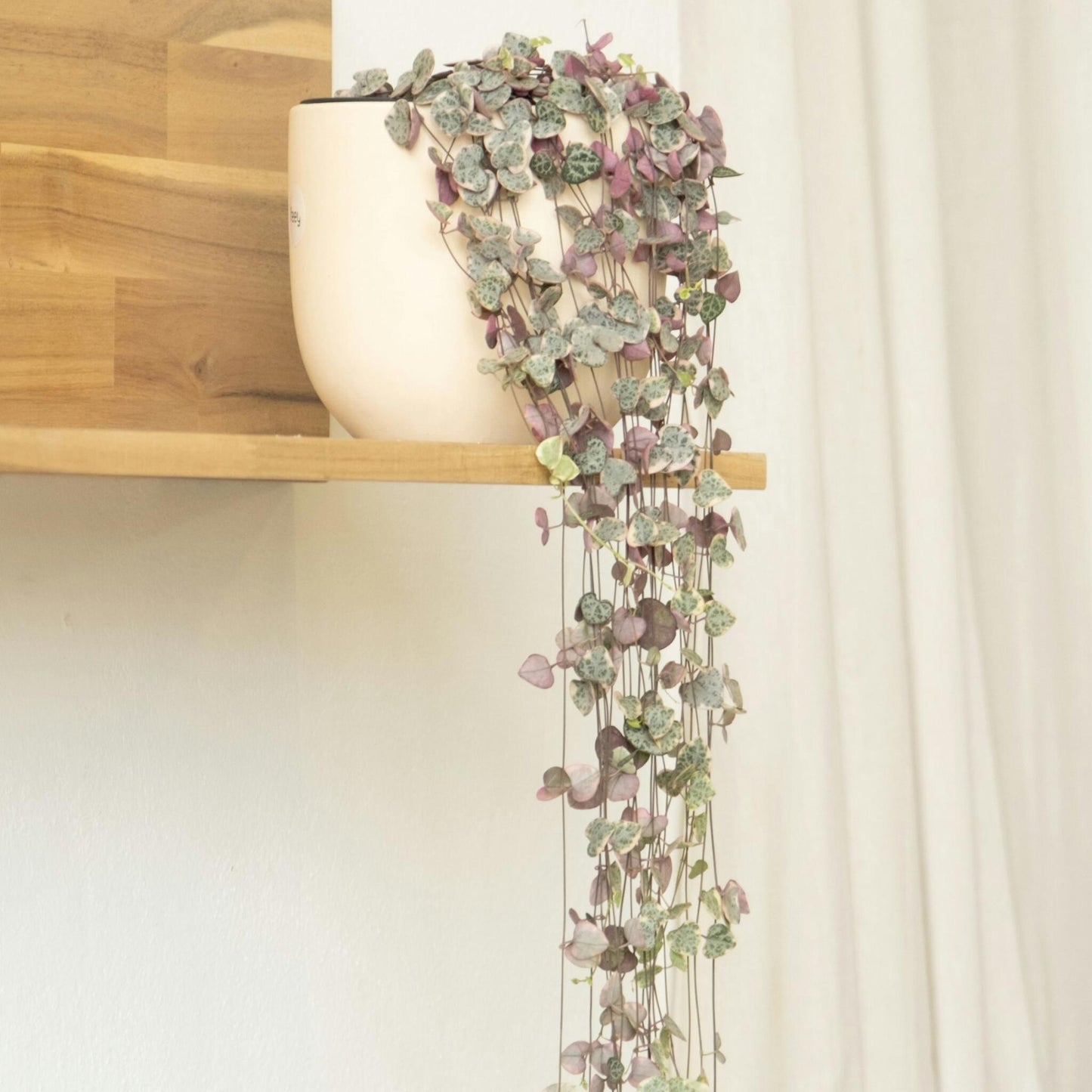 Rosario De Corazones - 2 Pzs - Ceropegia Linearis Woodii - A20-30cm - ⌀14cm_4