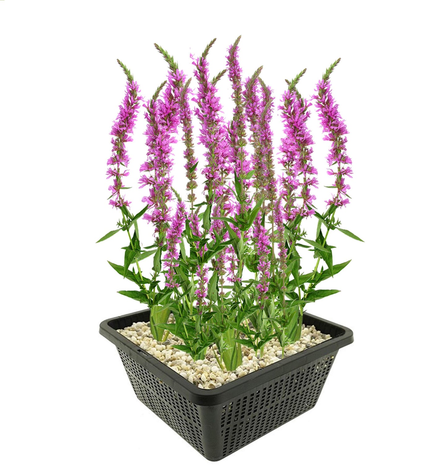 Salicaria Planta Ribera Estanque - Floración Morada - Resistente - 9 Uds_0