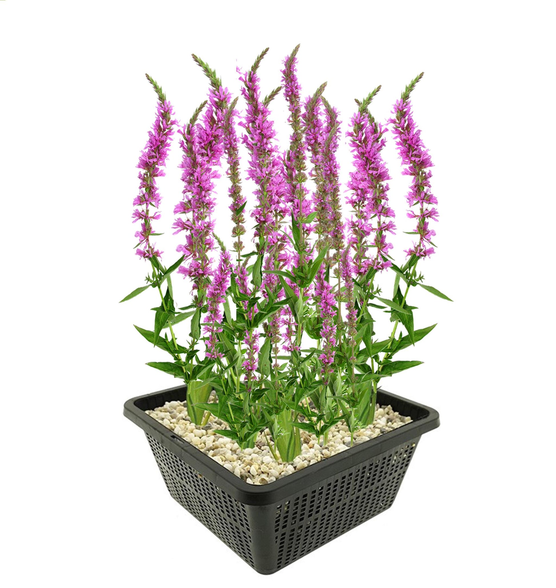 Salicaria Planta Ribera Estanque - Floración Morada - Resistente - 9 Uds_0