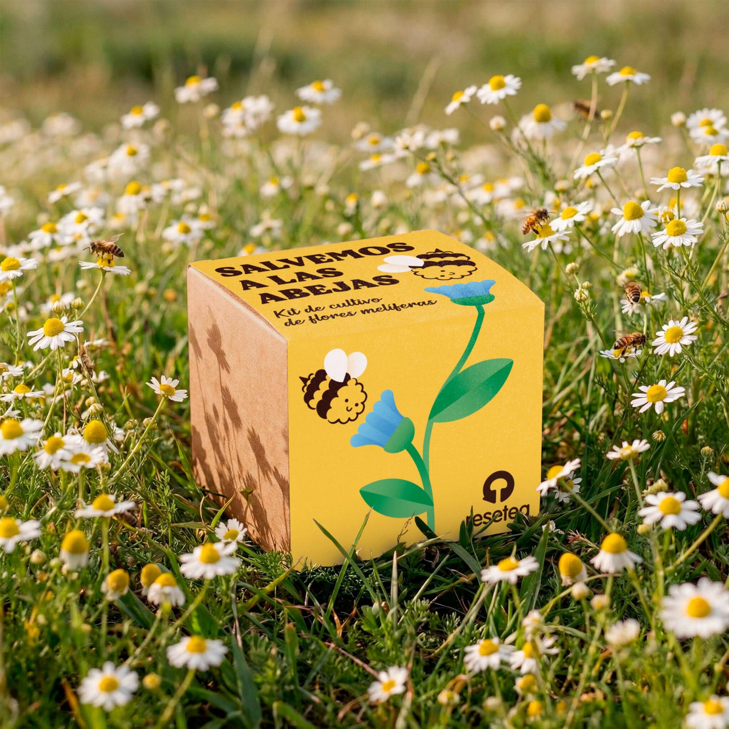 Salvemos a las Abejas – Kit Flores Melíferas con Bomba de Semillas, Regalo Educativo - Resetea_4