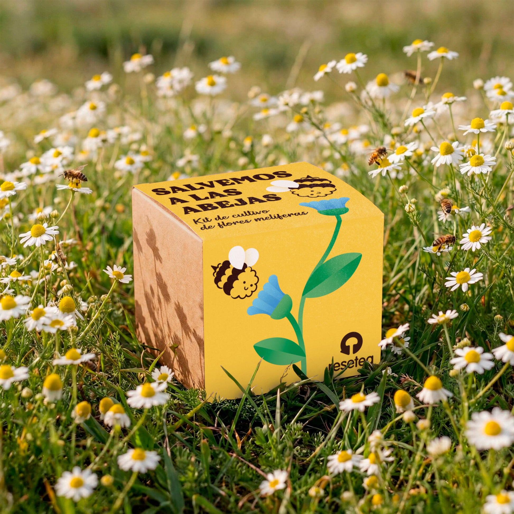 Salvemos a las Abejas – Kit Flores Melíferas con Bomba de Semillas, Regalo Educativo - Resetea_4