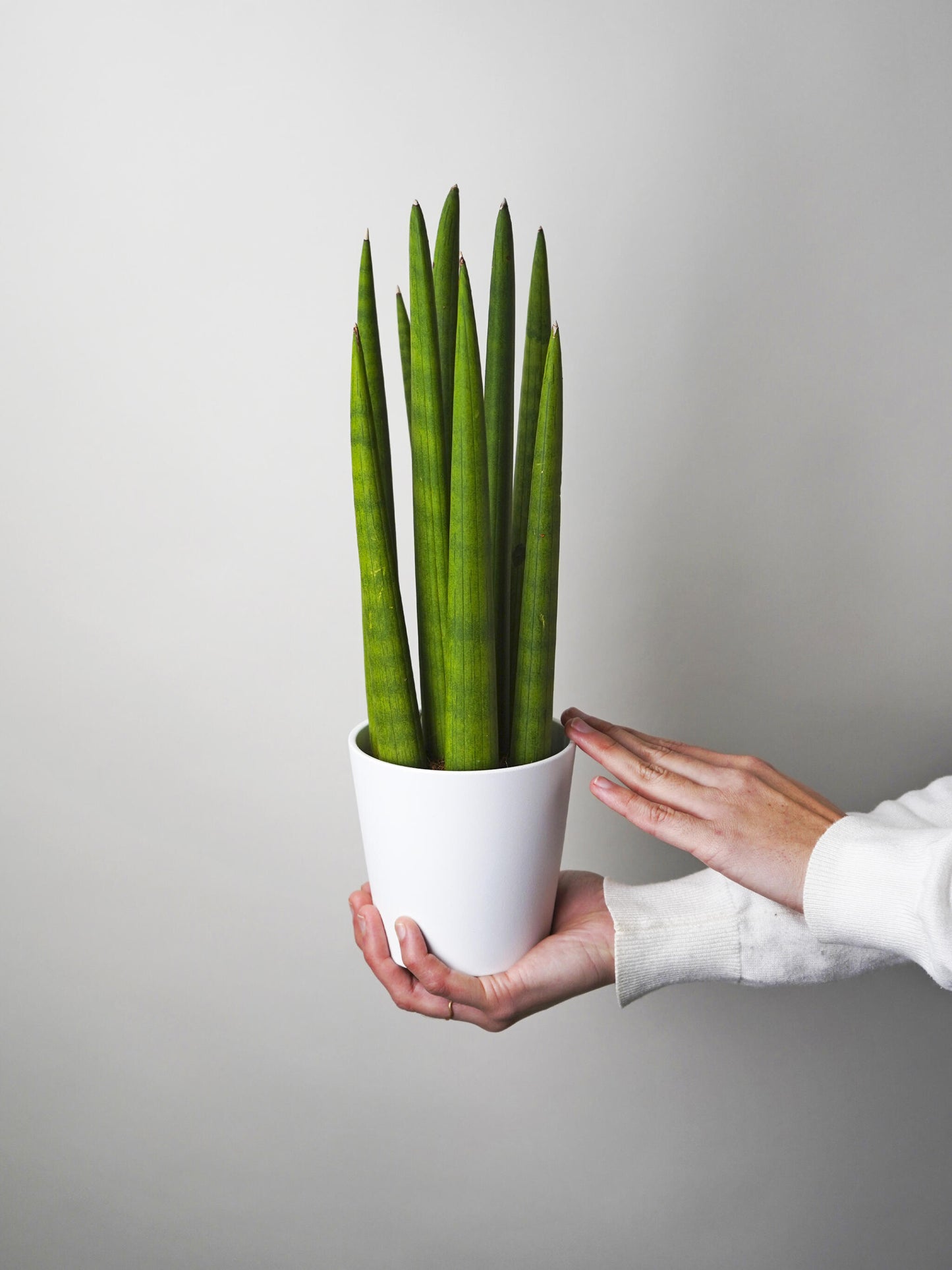 Sansevieria Cylindrica O Lanza Africana_2