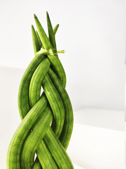 Sansevieria Cylindrica Trenzada | Altura 35cm - Maceta 11cm_1