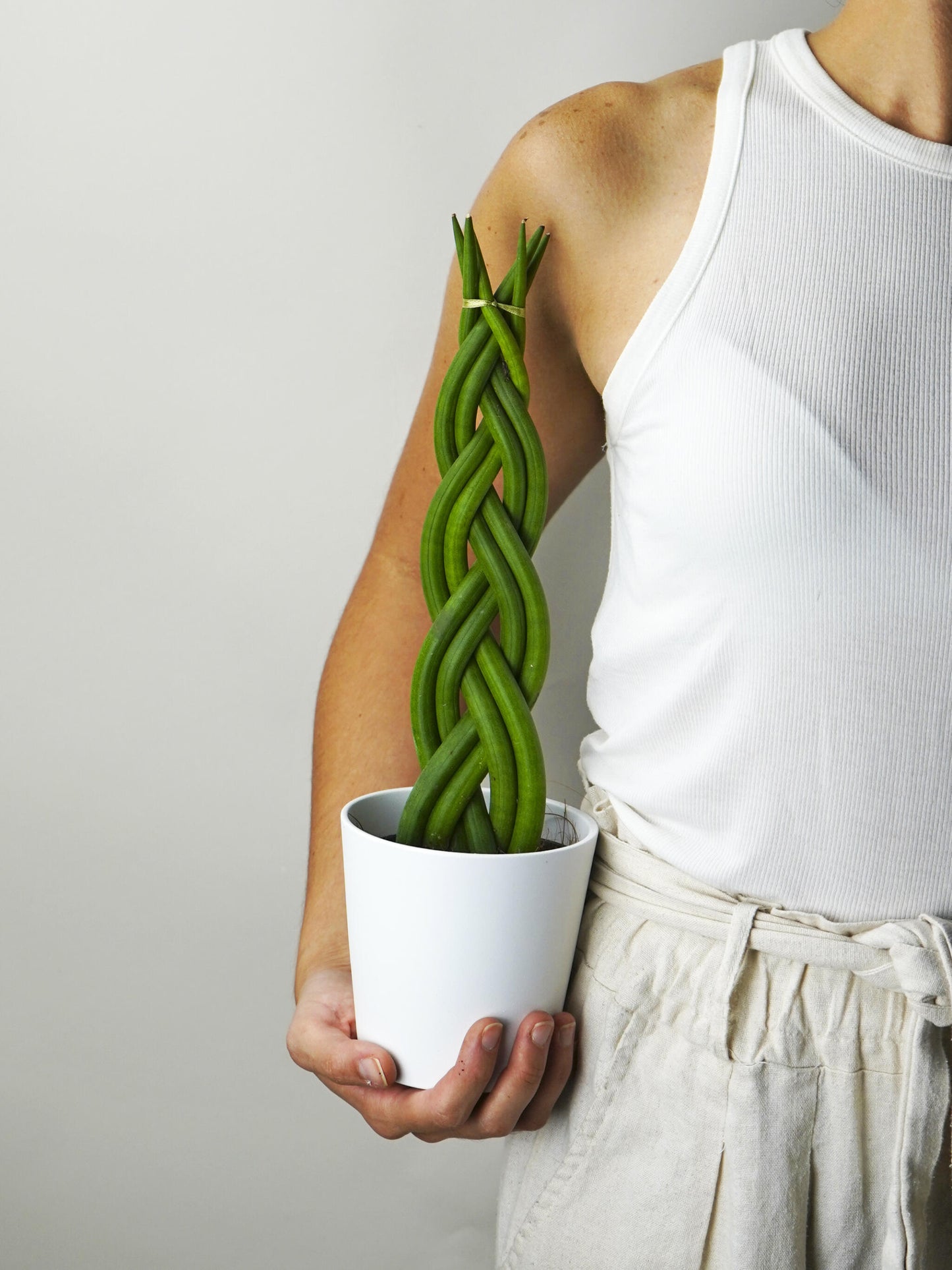 Sansevieria Cylindrica Trenzada | Altura 35cm - Maceta 11cm_2