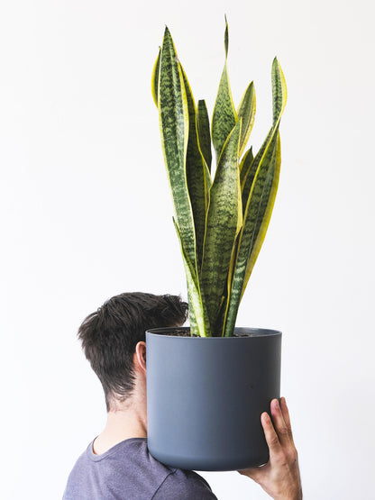 Sansevieria Laurentii | Altura 75cm - Maceta 21cm_2