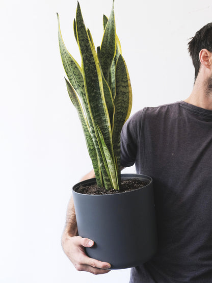 Sansevieria Laurentii O Lengua De Suegra_2