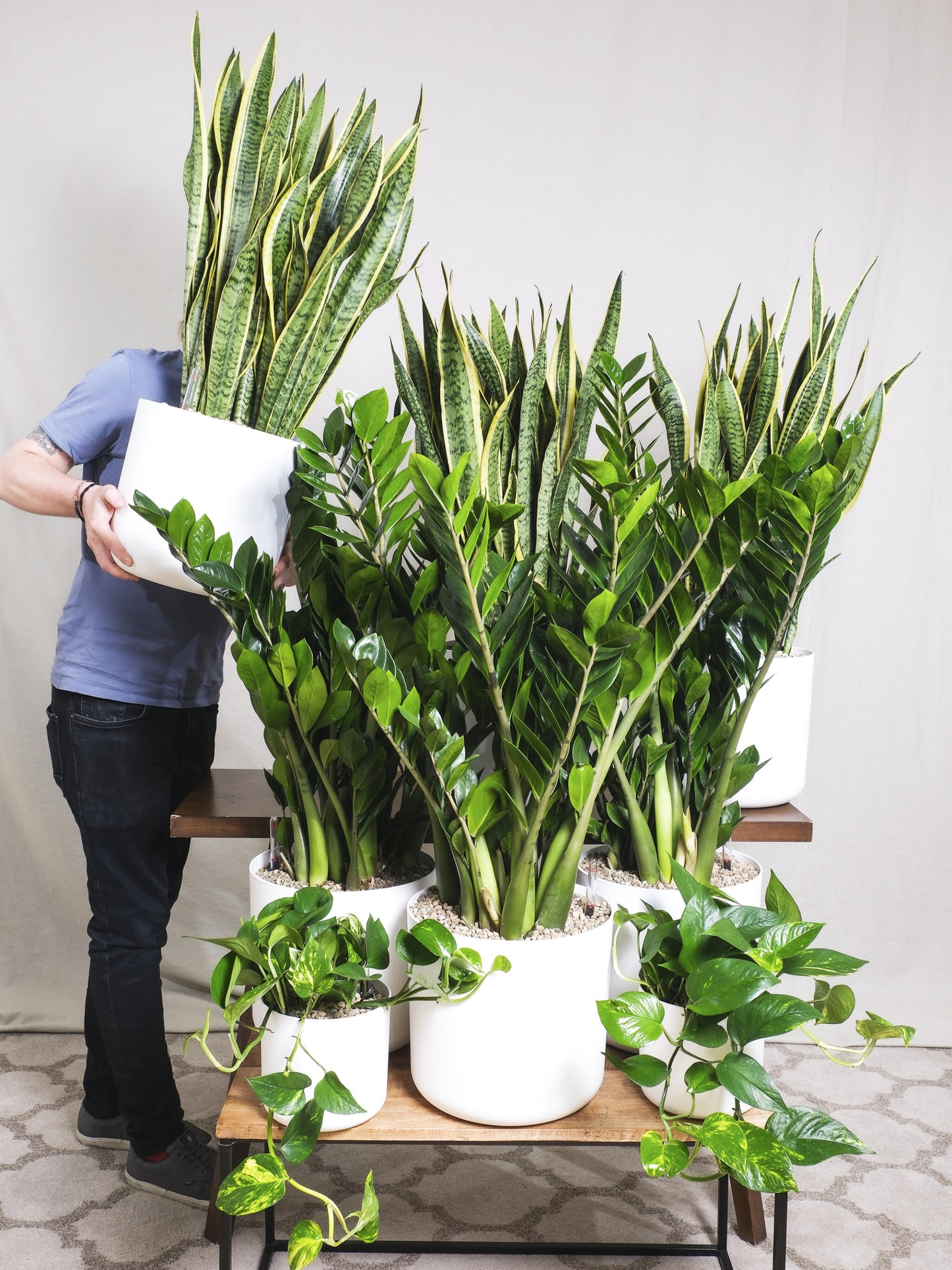 Sansevieria Laurentii O Lengua De Suegra_4