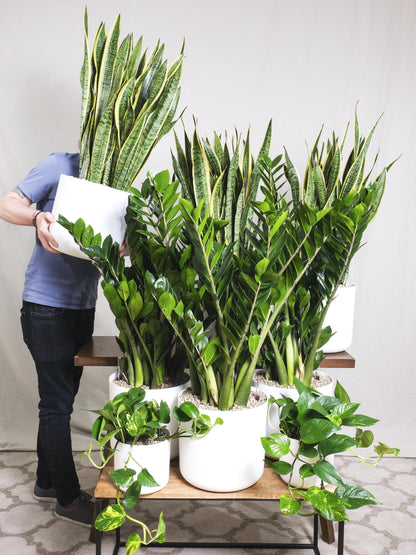 Sansevieria Laurentii O Lengua De Suegra_4