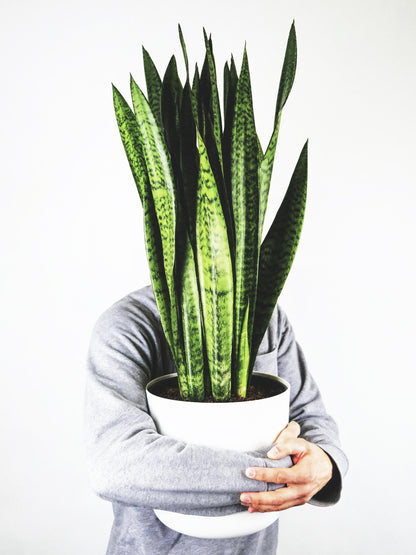 Sansevieria Zeylanica_2
