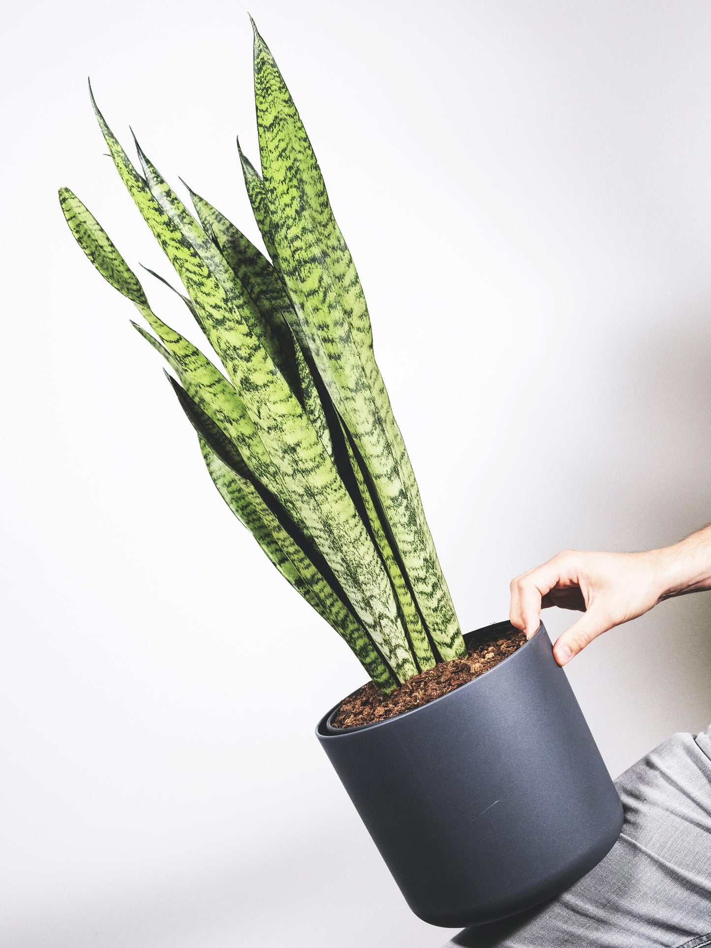 Sansevieria Zeylanica_3