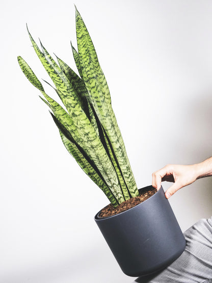 Sansevieria Zeylanica_3