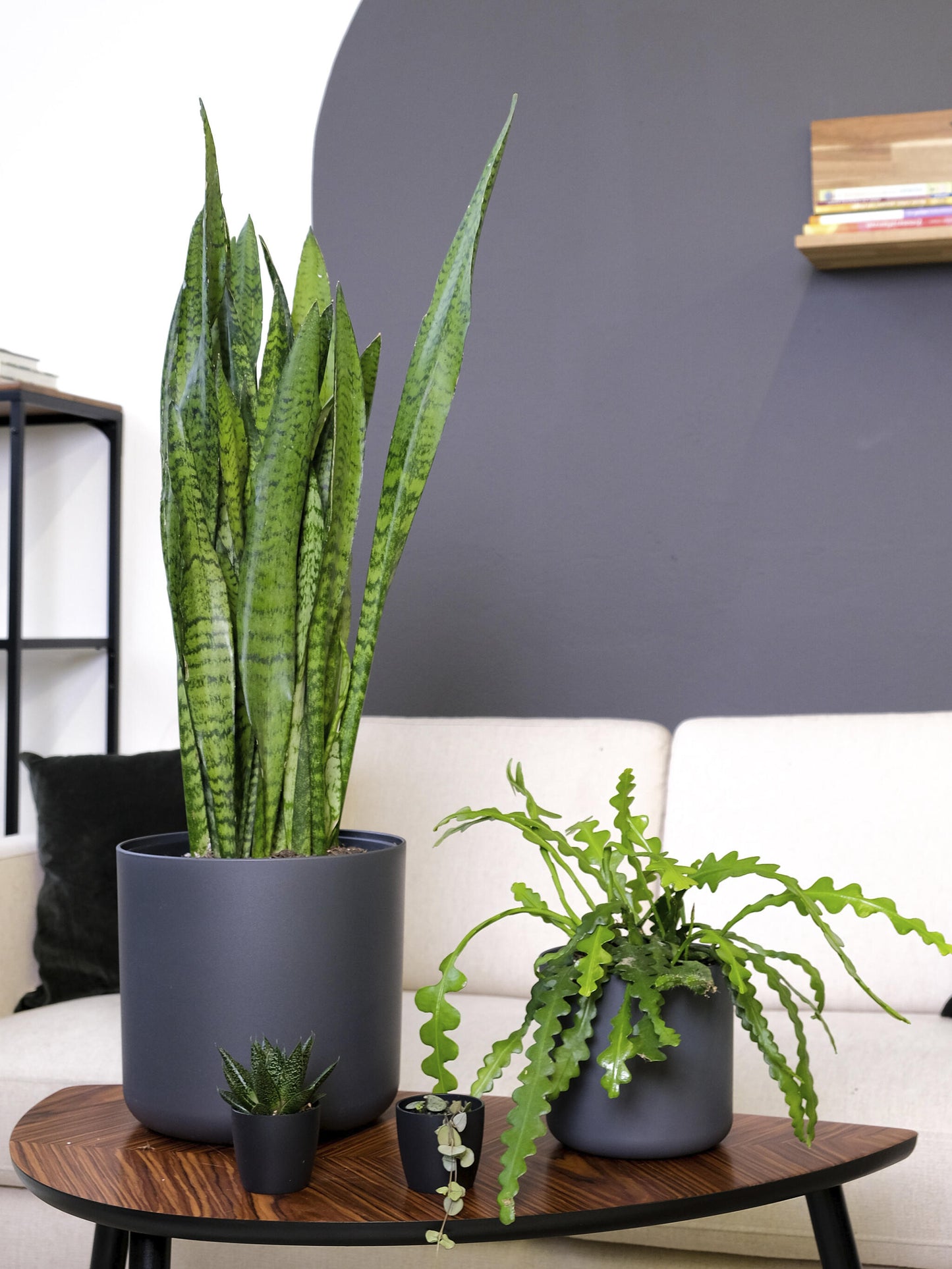 Sansevieria Zeylanica_4